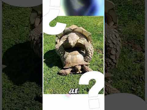 Estas dos tortugas de 150 años, siguen peleando porque hace 120 una le robó la comida a la otra thumbnail