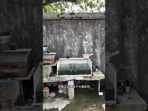 cicipi air aquarium yg setahun terbengkalai #hiburan #faktaunik #shorts thumbnail