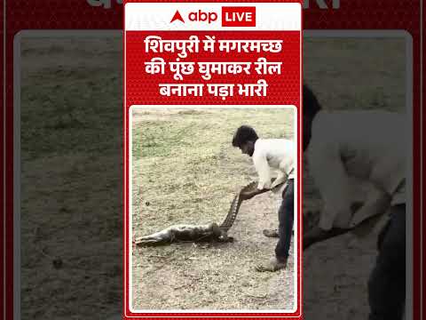 Viral Video : शिवपुरी में मगरमच्छ की पूंछ घुमाकर रील बनाना पड़ा भारी  | #ReelsControversy #shorts thumbnail