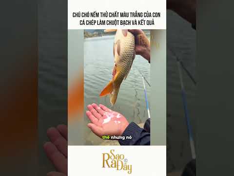CHÚ CHÓ NẾM THỬ CHẤT MÀU TRẮNG CỦA CON CÁ CHÉP LÀM CHUỘT BẠCH VÀ KẾT QUẢ thumbnail