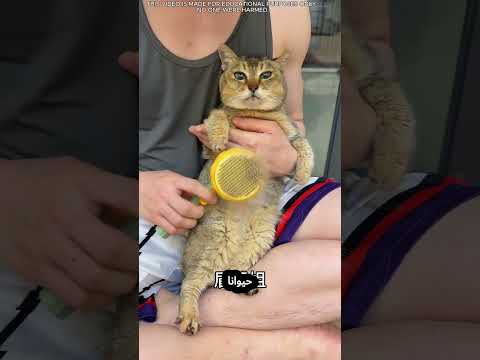 لقد أثرت عادة الرجل الغريبة في الجميع 😢. thumbnail