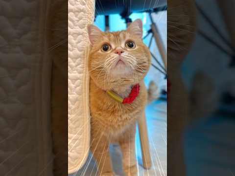 Help! I Can’t Find My Little Brother...!🙀 thumbnail