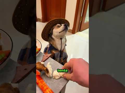 Essa Cachorrinha é Cega e Tem Um Gosto Peculiar... thumbnail
