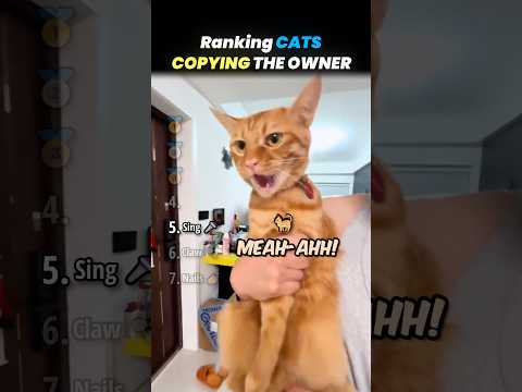 Ranking CATS COPYING OWNER Core Moments!! 🐱🪞 thumbnail