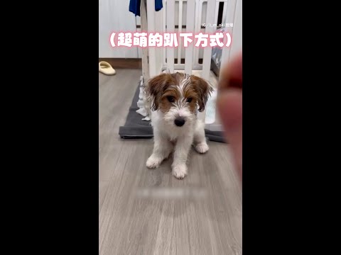 【有零食就全力以赴】狗狗趴下方式超獨特　瞬間飛撲太可愛XD #Shorts thumbnail