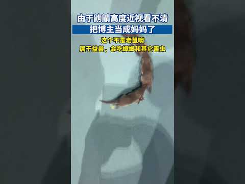 由于鼩鼱高度近视看不清，把博主当成妈妈了#鼩鼱 #保护动物 #寵物友善日常 thumbnail