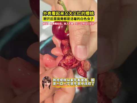 外表看起來又大又紅的櫻桃，掰開后里面竟都是活著的白色蟲子，網友：是果蠅幼蟲，食入無害，至少證明沒打農藥！#shorts thumbnail