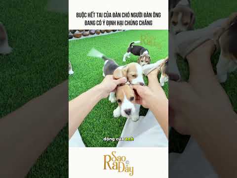 BUỘC HẾT TAI CỦA ĐÀN CHÓ NGƯỜI ĐÀN ÔNG ĐANG CÓ Ý ĐỊNH HẠI CHÚNG CHĂNG thumbnail