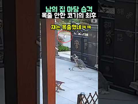남의 집 마당 습격한 목줄 안한 웰시코기의 최후 thumbnail