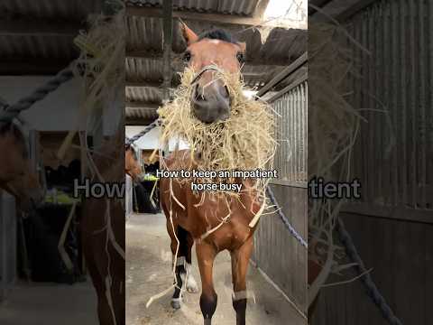 How to keep an impatient horse busy 😆 #equestrian #horses #horse #horsegirl #horserider #pony thumbnail