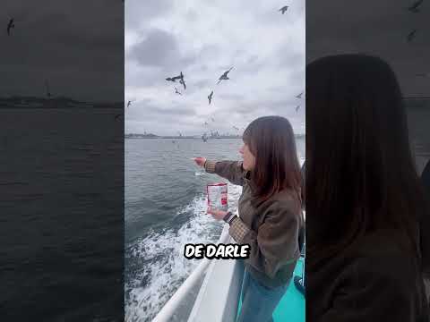 A esta CHICA le PASÓ algo INCREIBLE mientras daba de COMER  las GAVIOTAS en el BARCO thumbnail
