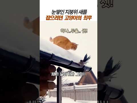 눈쌓인 지붕위 새를 잡으려던 고양이의최후#치즈고양이#고양이 새 사냥#웃긴동물 thumbnail