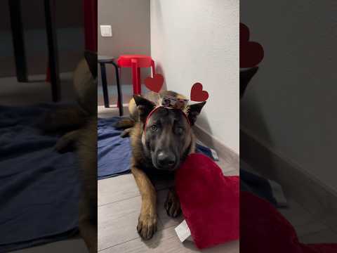 Alors qu’à la base il est « soleil » 🤭 #ades #soleil #malinois thumbnail