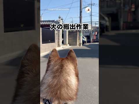 台車で登場したハスキー｜PECO thumbnail