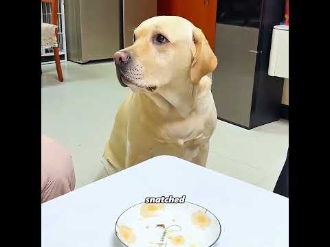 This dog saved many people but was trapped by its own fear #pets #cute #funny #shorts thumbnail