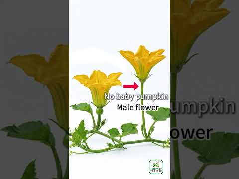 Hand-pollinating pumpkins thumbnail