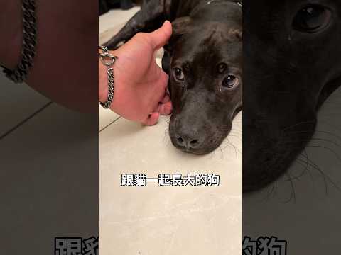 結合貓特質的黑熊，會不會學會自己去貓沙上廁所？我們接著看下去👀 #黑狗 thumbnail