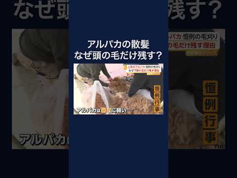 モフモフじゃない！涼しそうなアルパカ　ゴールデンウィーク明け恒例の散髪姿 #shorts thumbnail