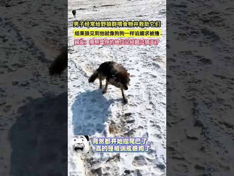 男子經常給野狼群餵食物並救助它們，結果狼見到他就像狗狗一樣諂媚求被擼，網友：很明顯你的地位已經超過狼王了！#shorts thumbnail