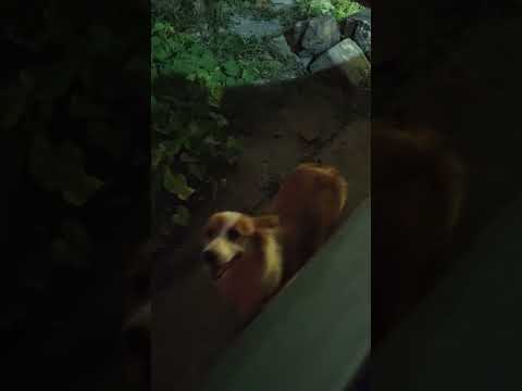 Bánh Chưng chỉ trốn đi chơi là nhanh hỏng rồi #shorts #caulongbocondua thumbnail