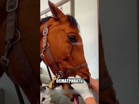 Хозяин нашёл причину слёз ЛОШАДИ😱🐎💔 thumbnail