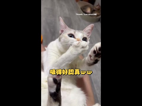 【吃得好開心】小貓睡前習慣吃自己的腳腳 眼神認真躺媽腿上狂吸 #Shorts thumbnail