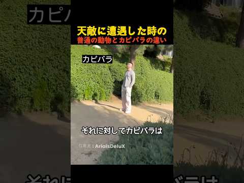 天敵に遭遇した時の普通の動物とカピバラの違い thumbnail