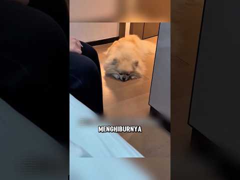 Anjing ini mencoba untuk menyembuhkan penyakit majikannya ❤️ thumbnail