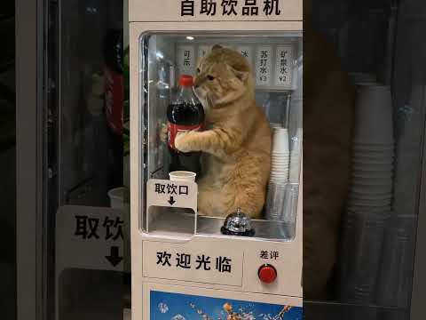 Dịch vụ bán hàng siêu gắt đại ca mèo #memevietnam #meme #funny #haihuoc thumbnail