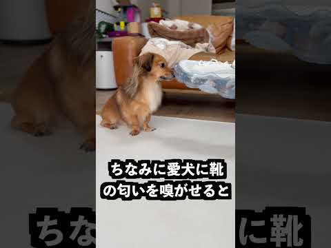 水の上を歩ける靴でお風呂に立ってみた！ thumbnail