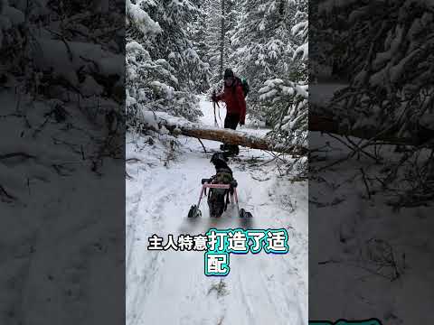 訂製支架幫殘腿小狗圓夢雪山 thumbnail