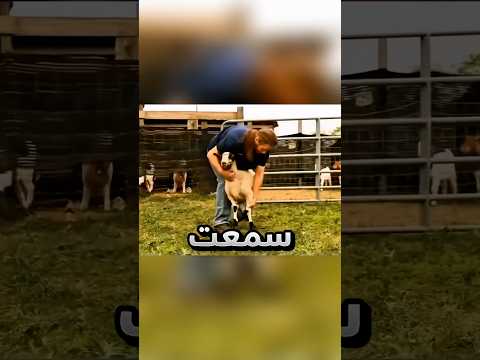 ارتاحت الأغنام بطريقة غريبة لما جلس يذكر الله باستمرار !! #youtubeshorts thumbnail