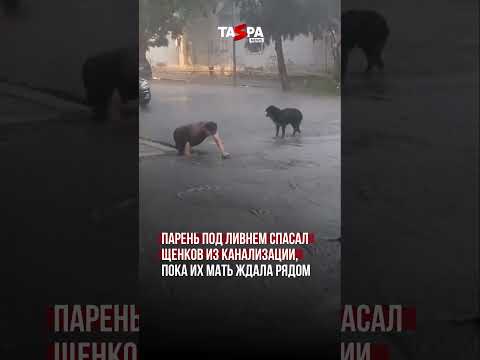 Парень под ливнем спасал щенков из канализации, пока их мать ждала рядом thumbnail