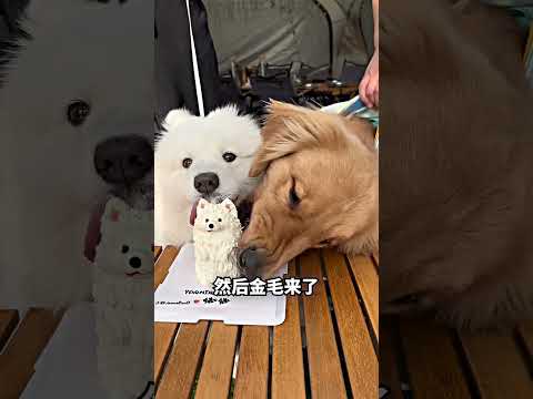金毛偷吃生日蛋糕，白狗当场心碎😭 thumbnail