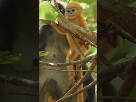 Langkawi, Malaysia, Incredible Destinations #travel #short thumbnail