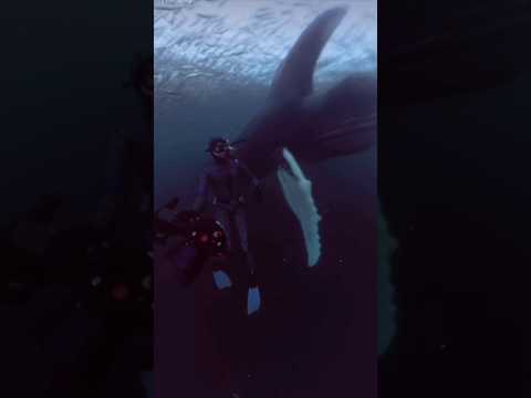 Diver Close Call With Whale… thumbnail