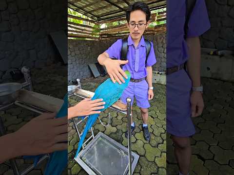 burungnya ngga mau di pegang om semy #trandingshorts thumbnail