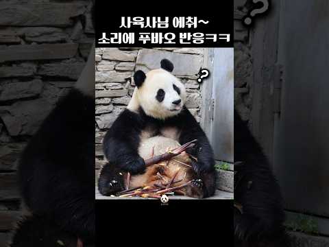 처음 듣는 소리에 푸바오 반응 ㅋㅋㅋㅋ thumbnail
