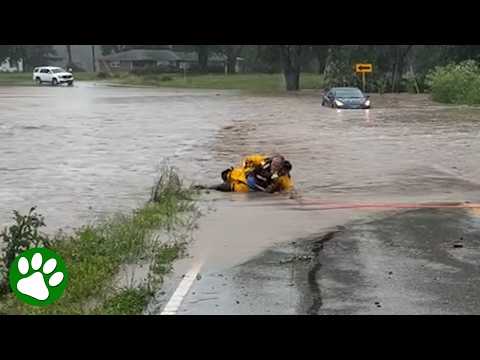 Hero Firefighter Rescues Baby Deer Swept Away by Flood! thumbnail