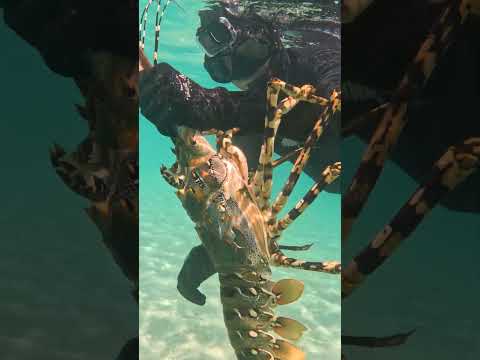 GIANT CRAYFISH! thumbnail
