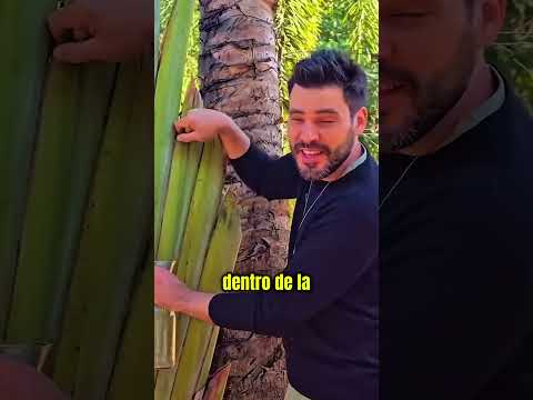 Árbol Que Da Agua 💧 thumbnail