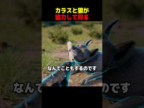 カラスと狼が協力して狩る thumbnail