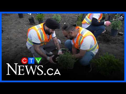Hundreds of trees being planted north of downtown thumbnail