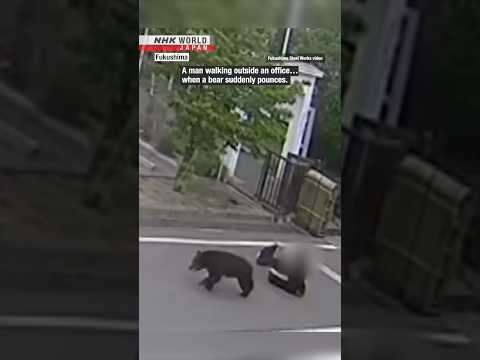 Shocking bear chase in FukushimaーNHK WORLD-JAPAN NEWS #shorts thumbnail
