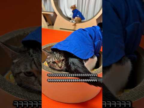 수치플 당한 고양이 thumbnail