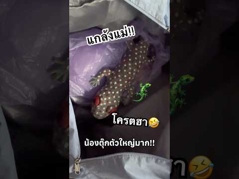 แกล้งแม่!! เอาตุ๊กแกไปหลอก🦎🤣 #ไอต้าวศิลา #แกล้งแม่ thumbnail