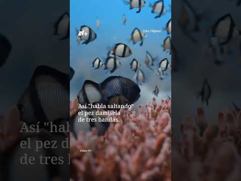 El sonido secreto que los peces usan para comunicarse thumbnail