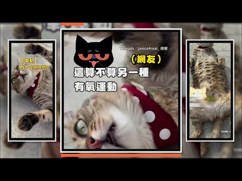 奴才給虎斑貓肚子梳毛　牠下秒直接爆氣跟梳子打架XD thumbnail