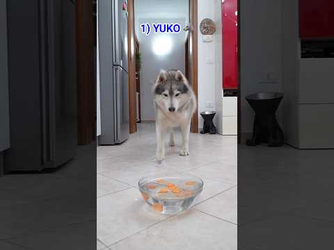 Che succede se metti lo SNACK PREFERITO del tuo cane in una CIOTOLA d’ACQUA?🐶💦 #dogchallenge #cani thumbnail