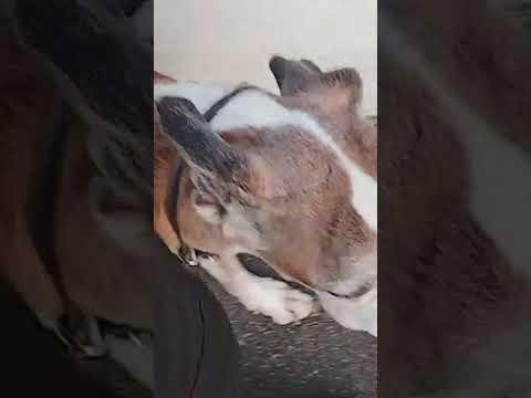 Guia Unificada é Maus Tratos? #cães #cachorro #pets #shorts #shortsfeed #dogwalk #dogwalker #dog thumbnail